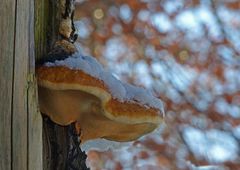 Im winterlichen Buchenwald