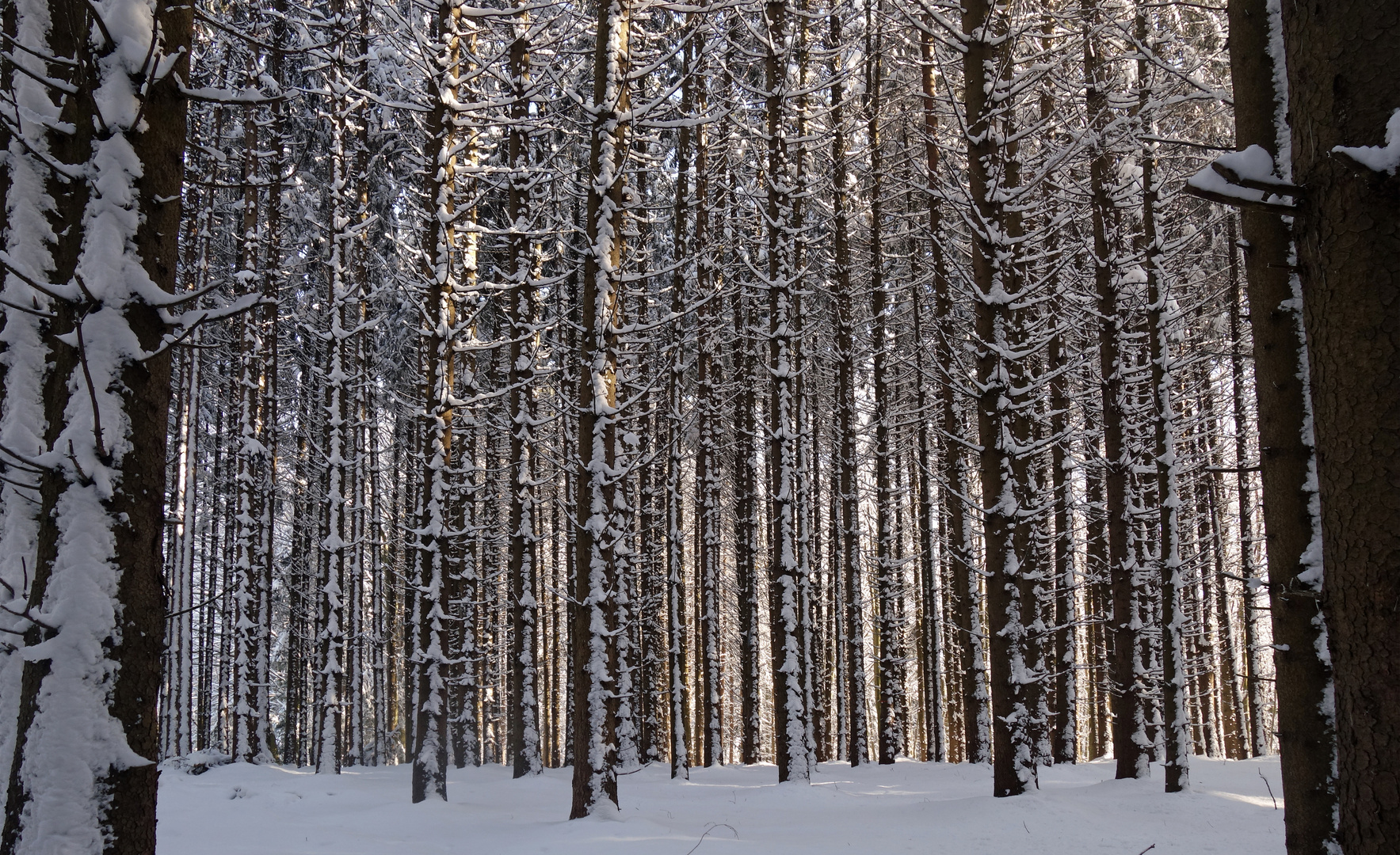 Im winterlichen Fichtenwald