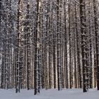 Im winterlichen Fichtenwald