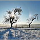 Im winterlichen Gegenlicht !