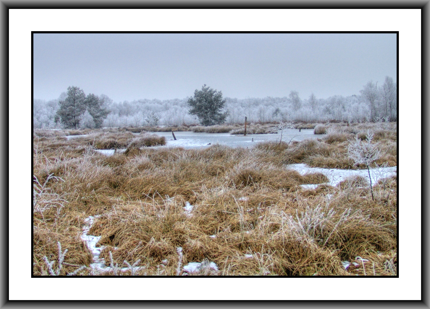 Im winterlichen Moor