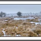 Im winterlichen Moor