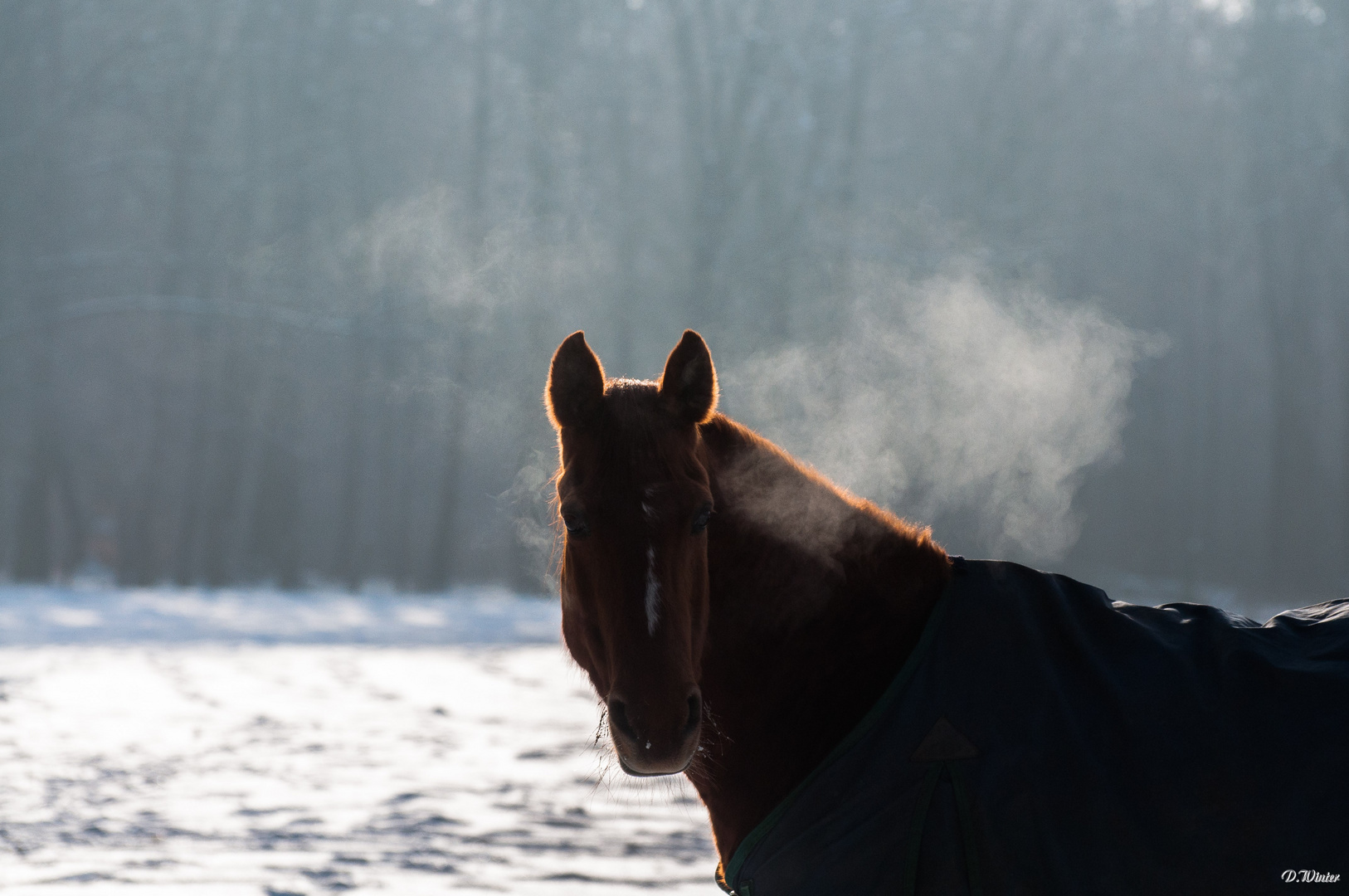 im winterlichen Morgenlicht