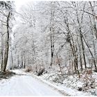 Im winterlichen Wald unterwegs !