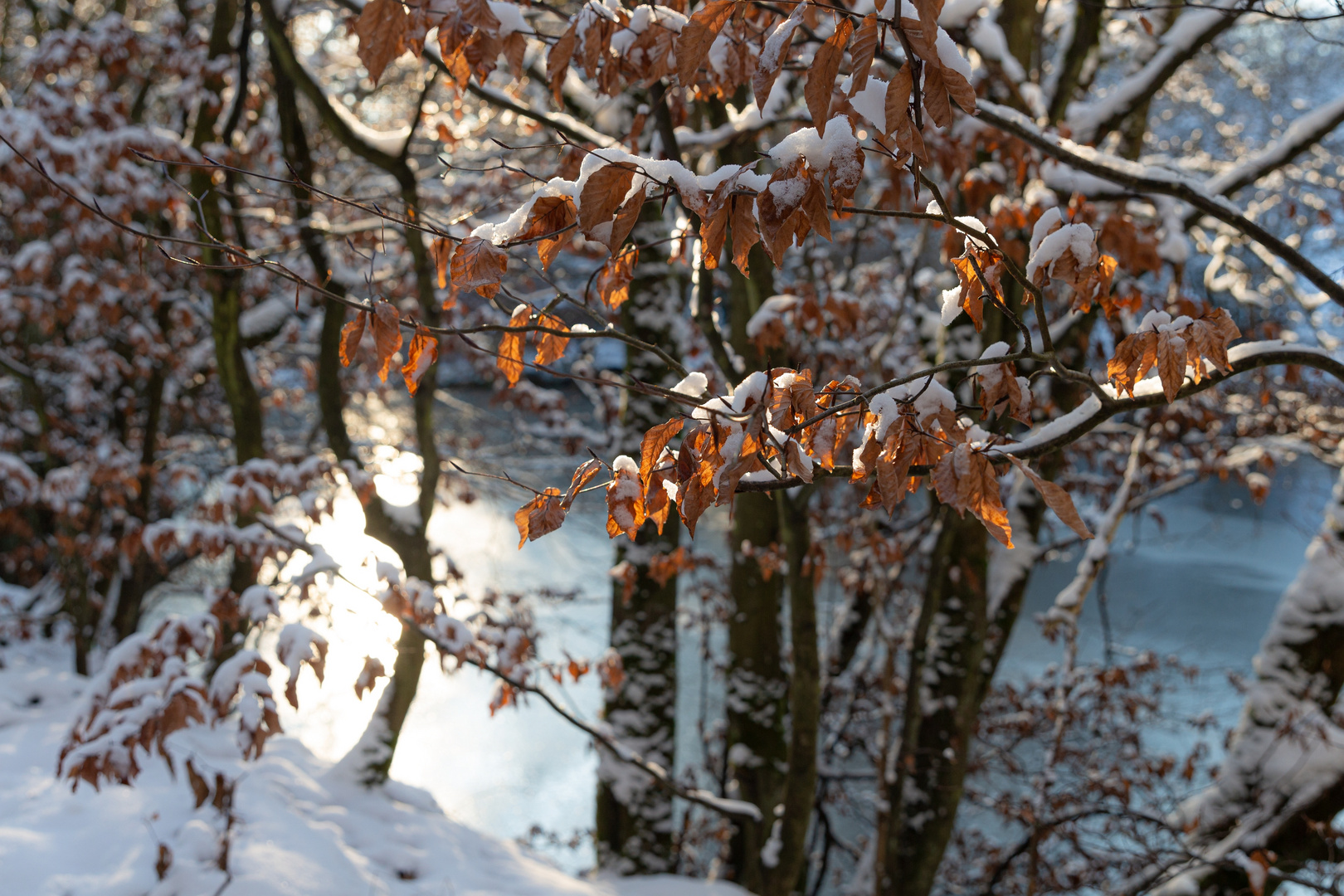 Im Winterlicht