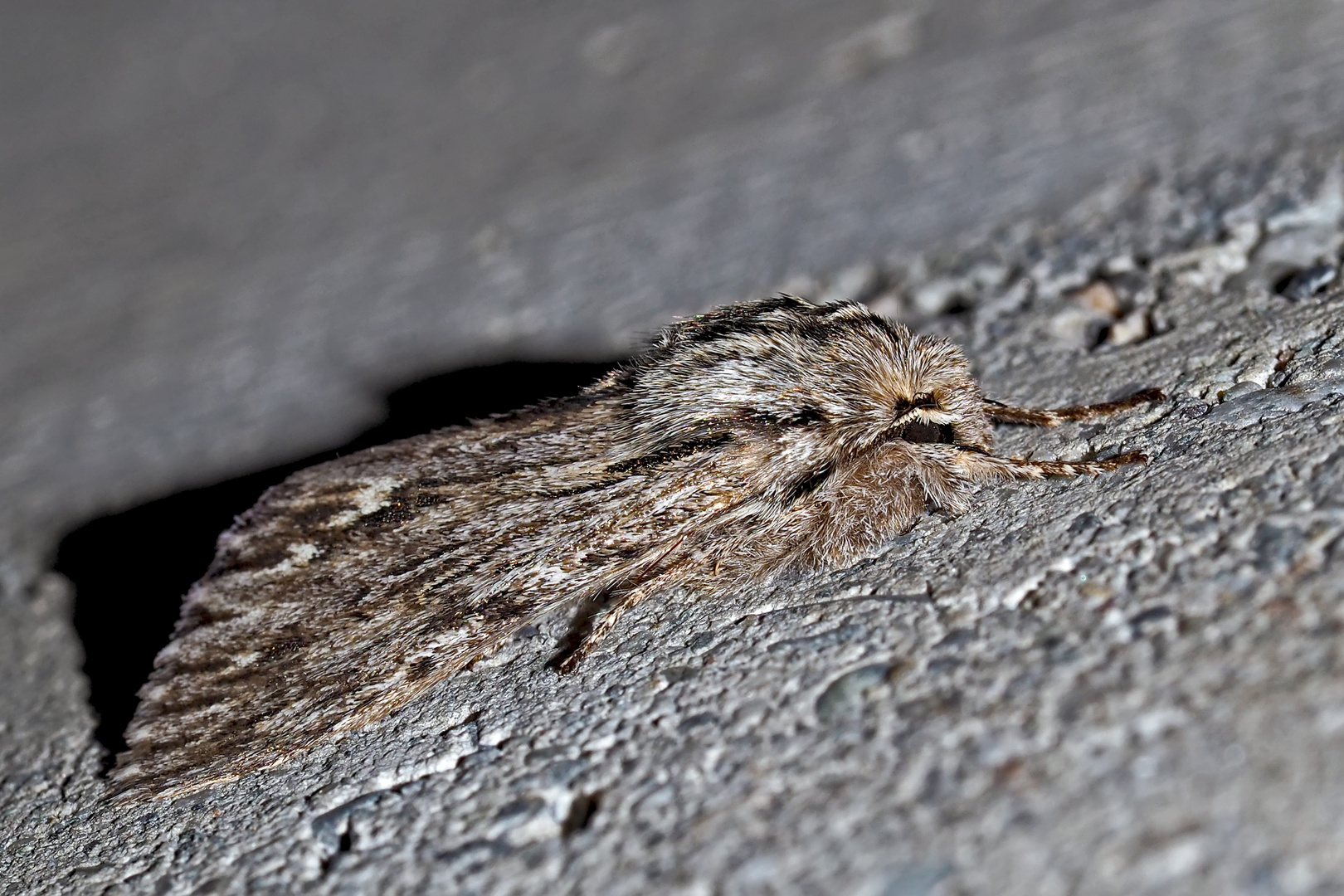 Im Winterpelz: Herbst-Rauhaareule (Asteroscopus sphinx) * - Noctuelle-Sphinx en manteau de fourrure!