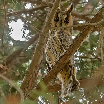      im Winterschlafbaum, . . . . 