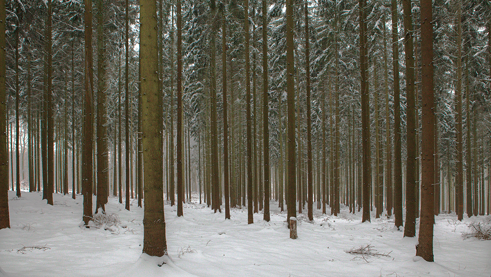 Im Wintertannenwald