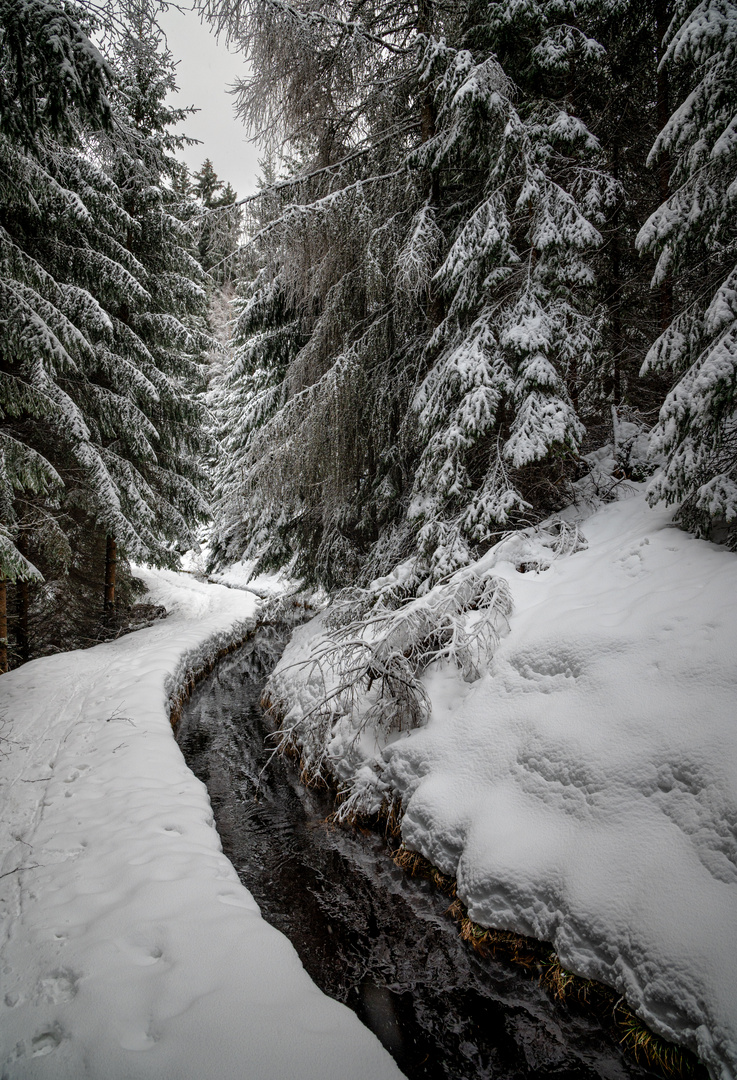 Im Winterwald