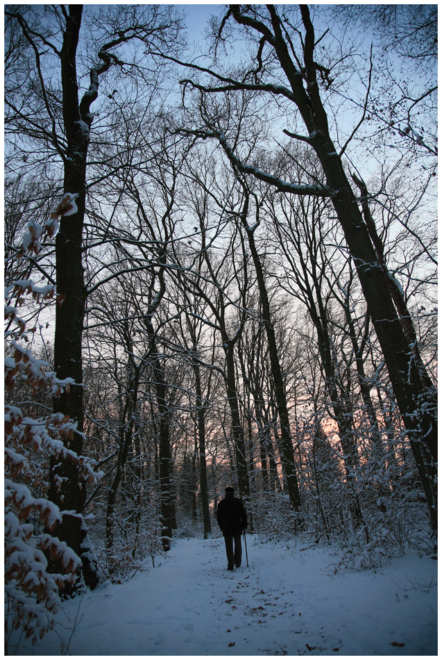 Im Winterwald