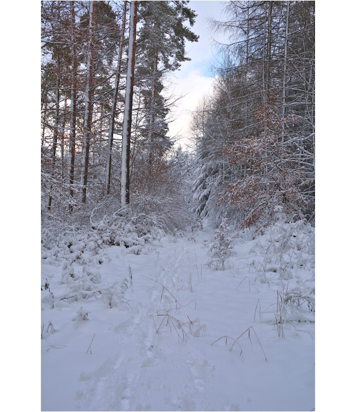 im Winterwald-12-