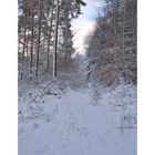 im Winterwald-12-