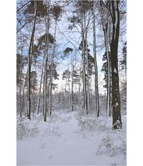 im Winterwald-13-