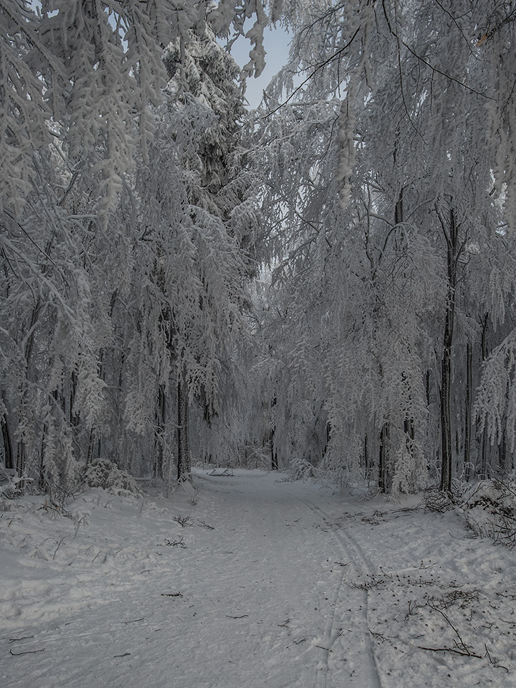 im Winterwald...