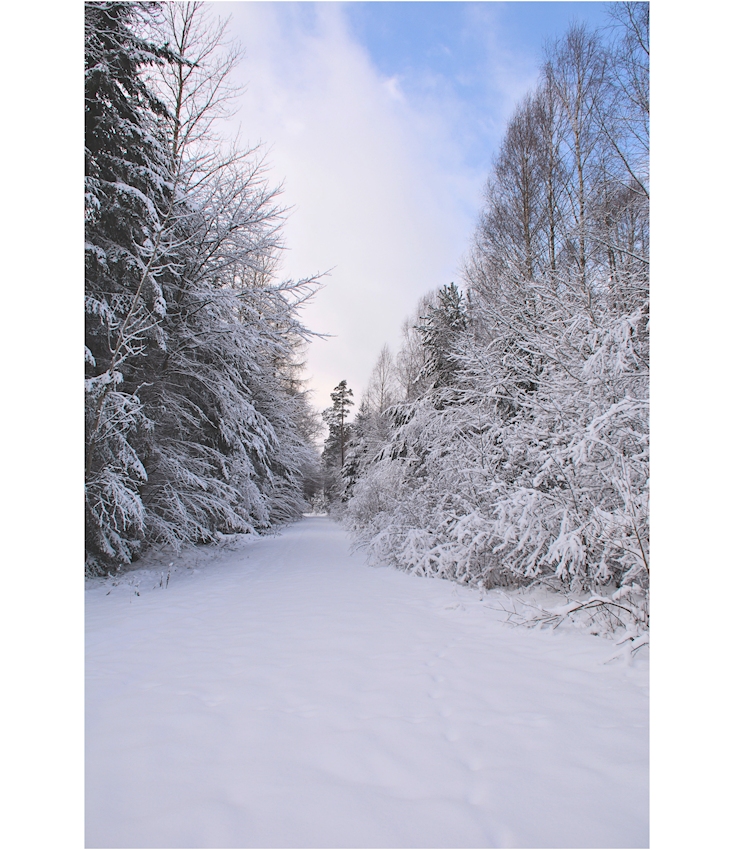 im Winterwald-15-