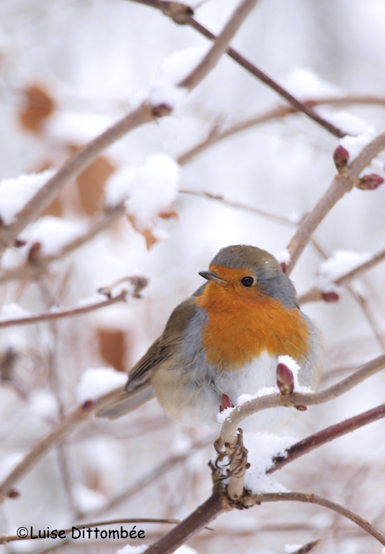 Im Winterwald