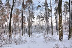 im Winterwald-2-