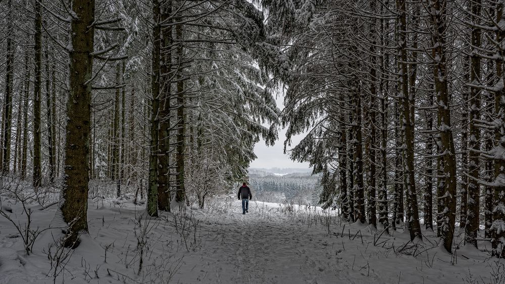 im Winterwald