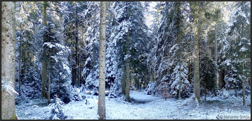 Im Winterwald...