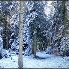 Im Winterwald...