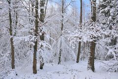 im Winterwald-3-