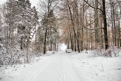 im Winterwald