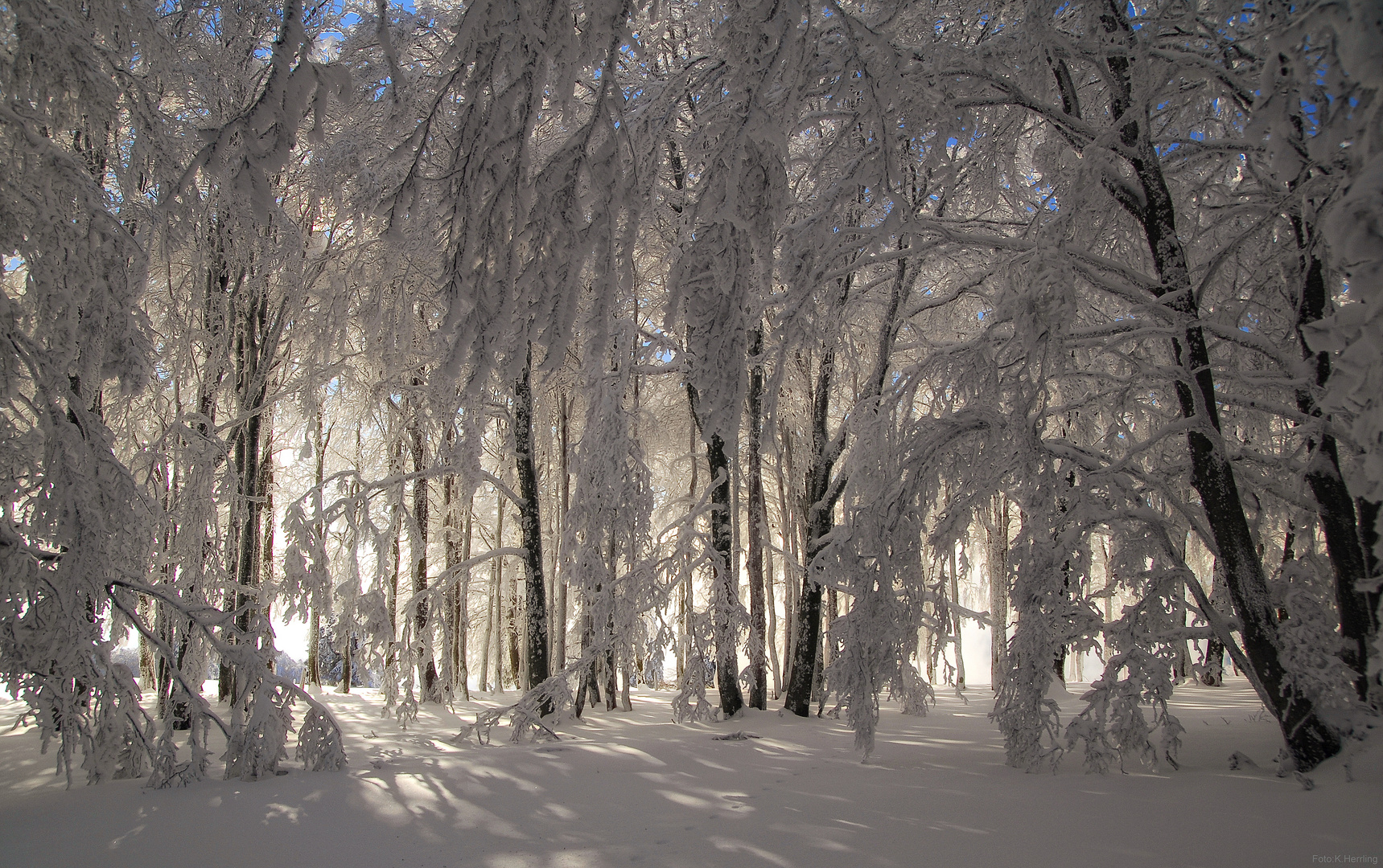 im Winterwald