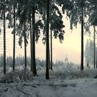 Im Winterwald