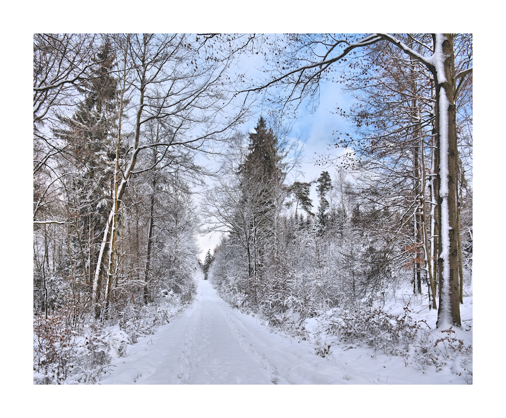 im Winterwald-4-