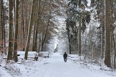 im Winterwald-5-