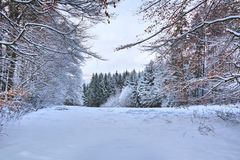 im Winterwald-6-