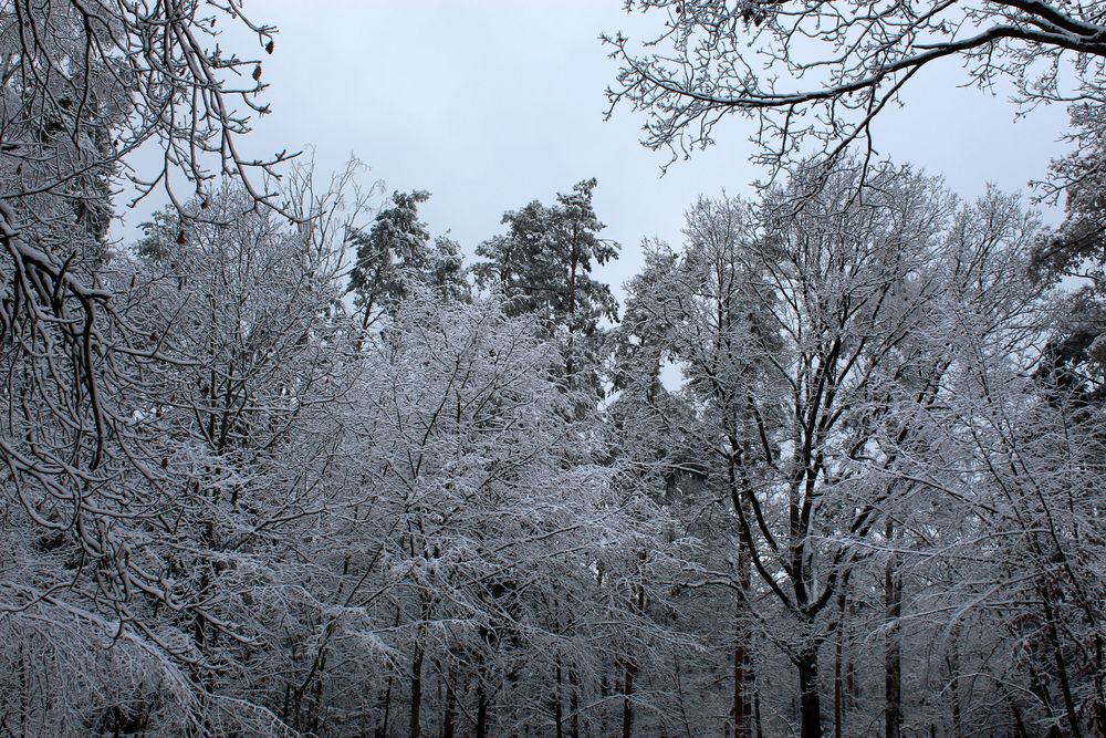 im Winterwald