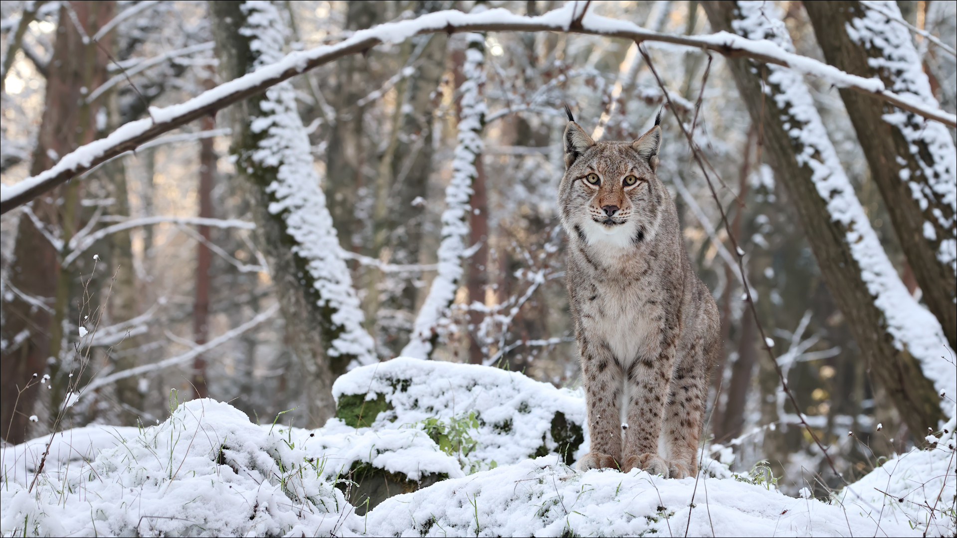 Im Winterwald