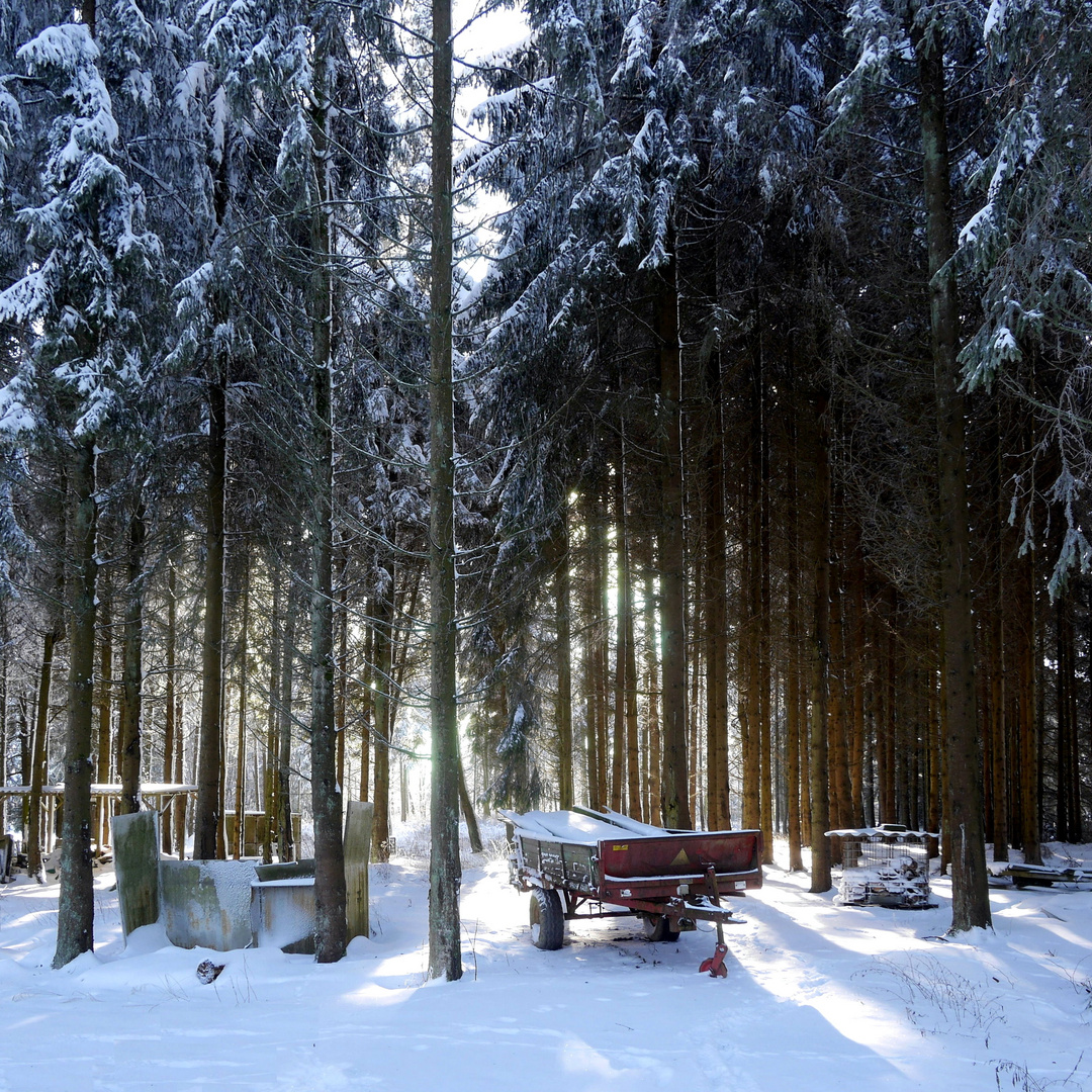 Im Winterwald