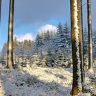 Im Winterwald