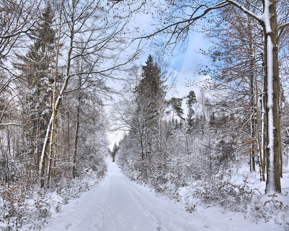 im Winterwald-8-