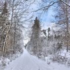 im Winterwald-8-