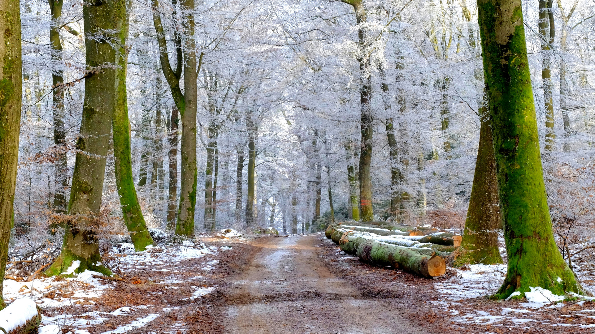 Im Winterwald