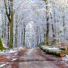 Im Winterwald