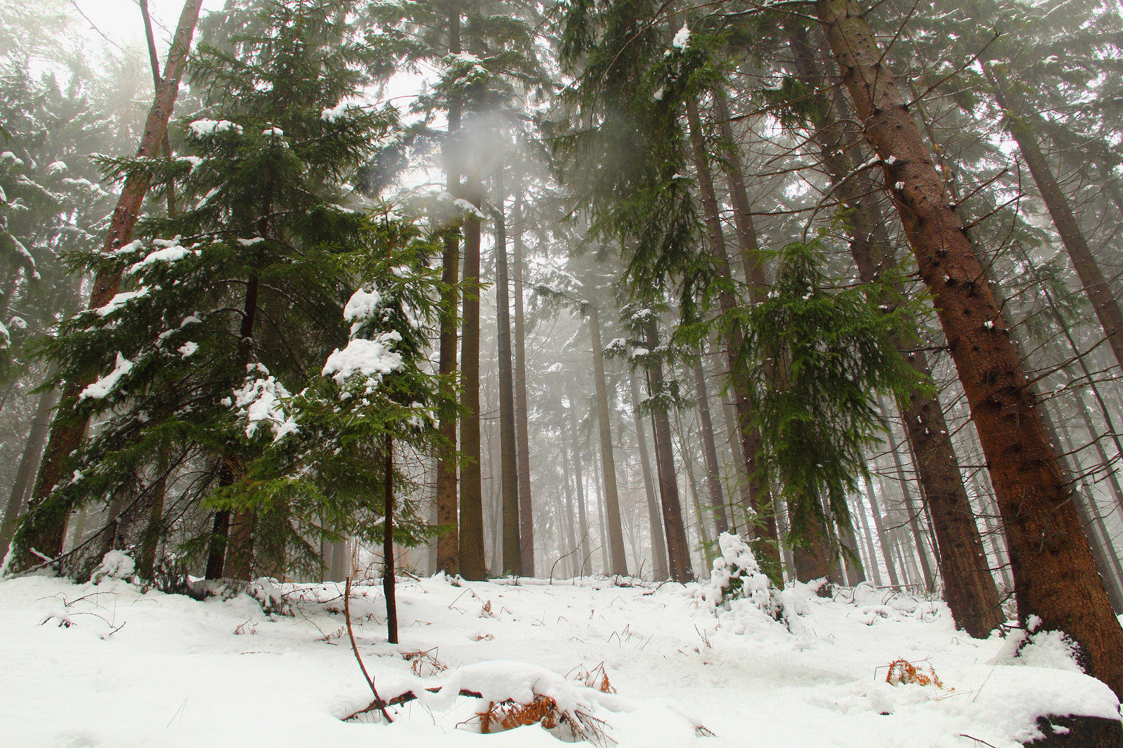 Im Winterwald