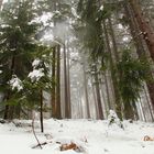 Im Winterwald