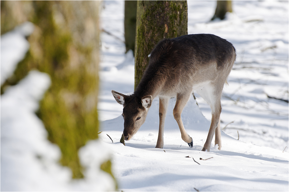 Im Winterwald