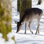 Im Winterwald