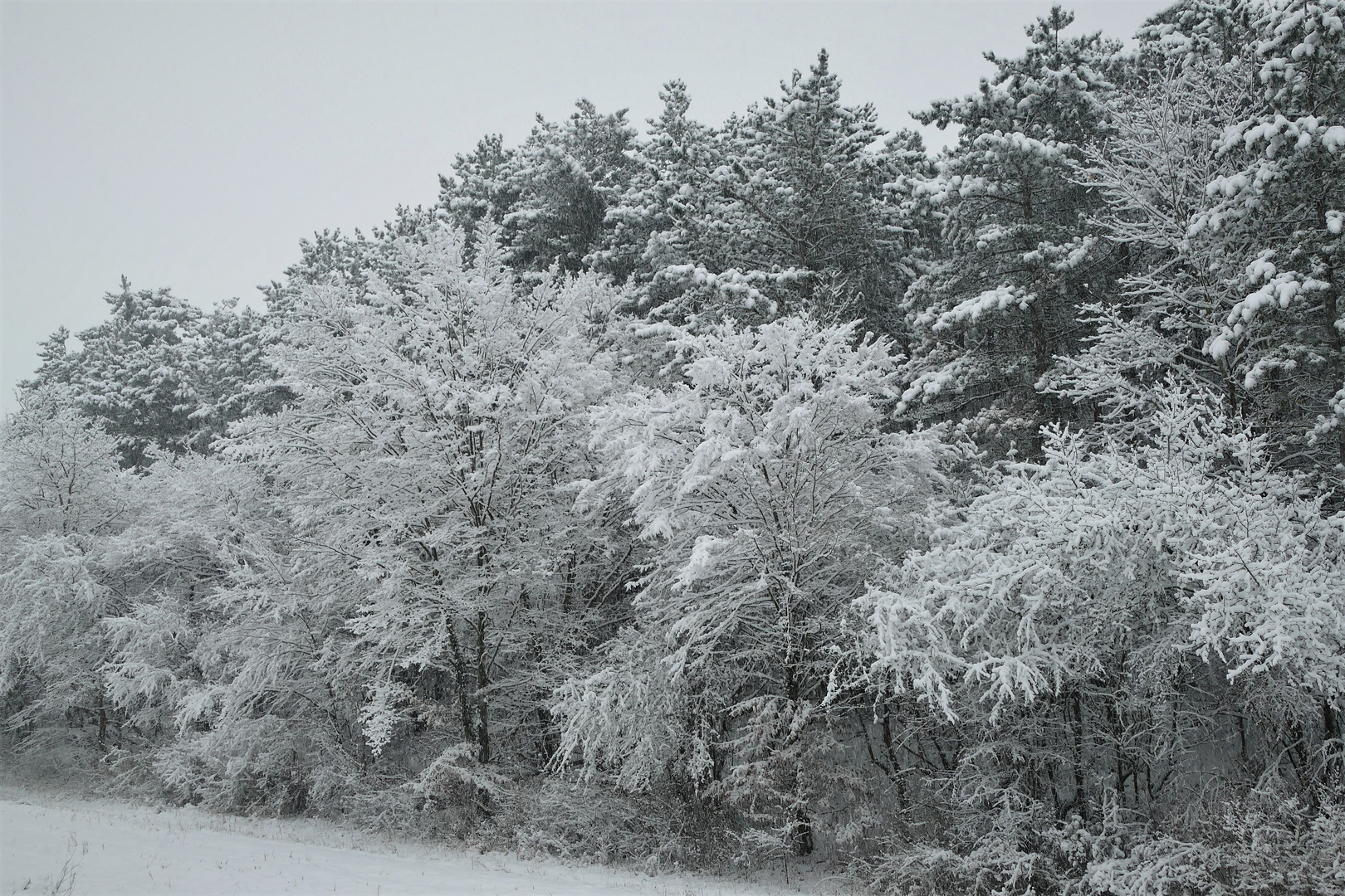 Im Winterwald