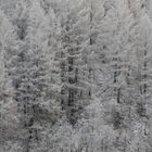 im Winterwald