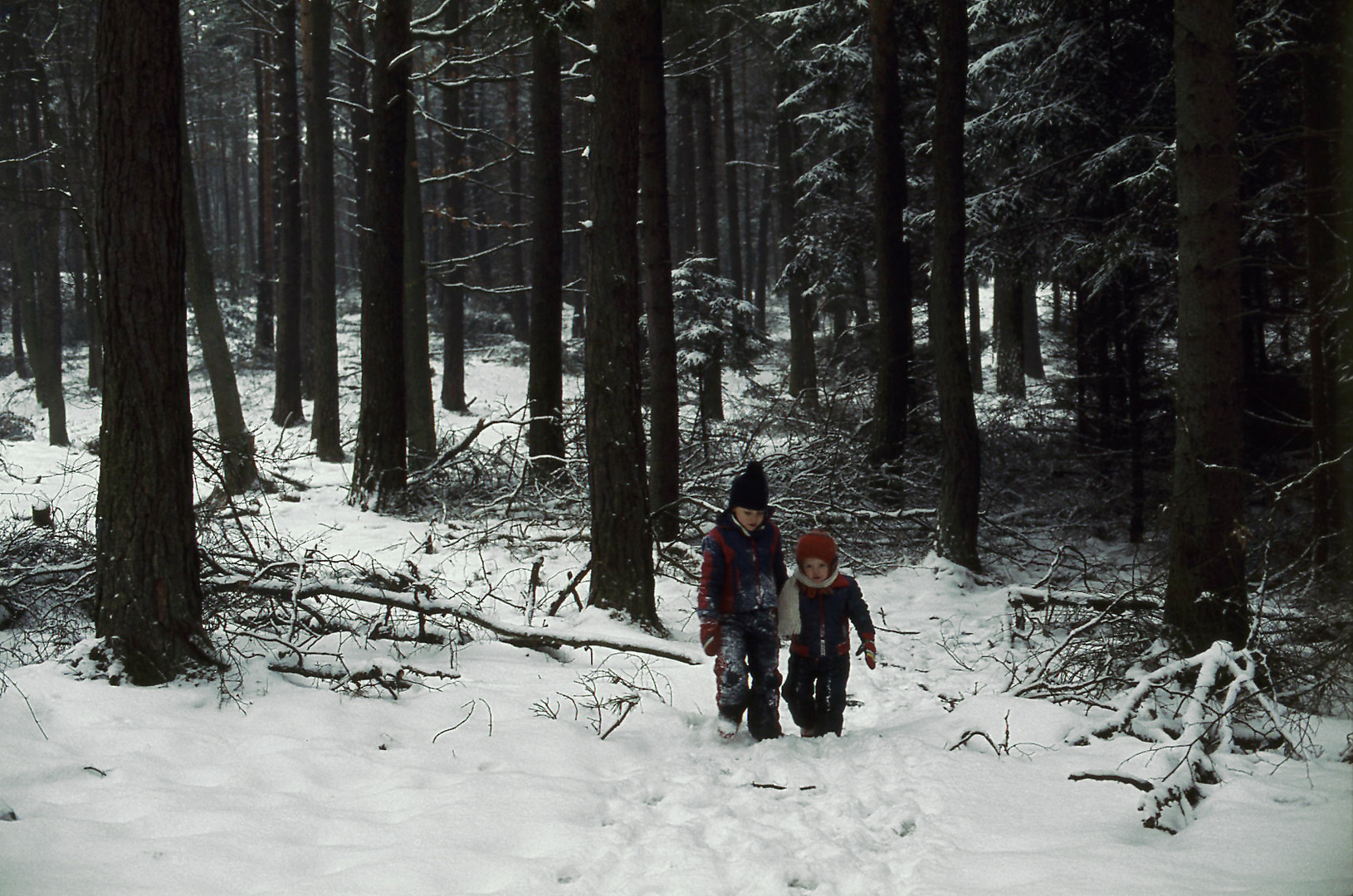 im Winterwald