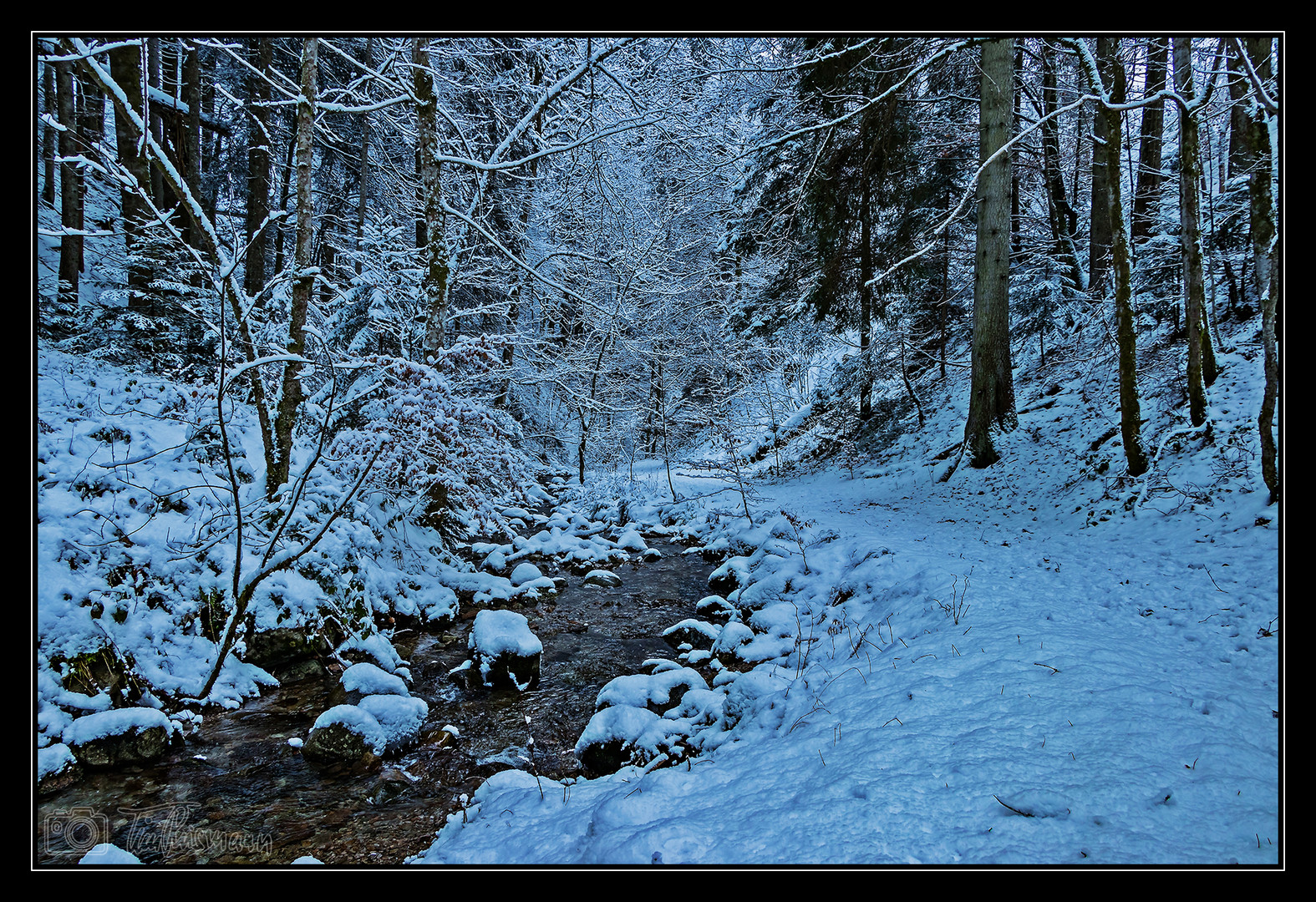 im Winterwald