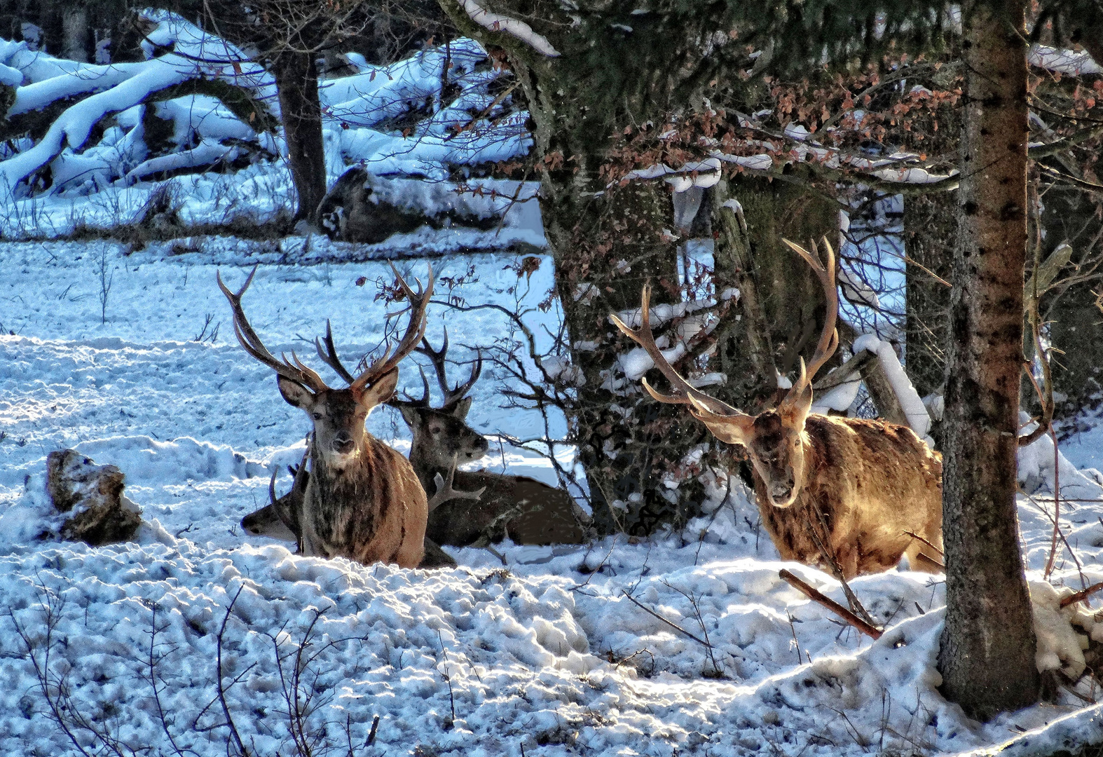 Im Winterwald