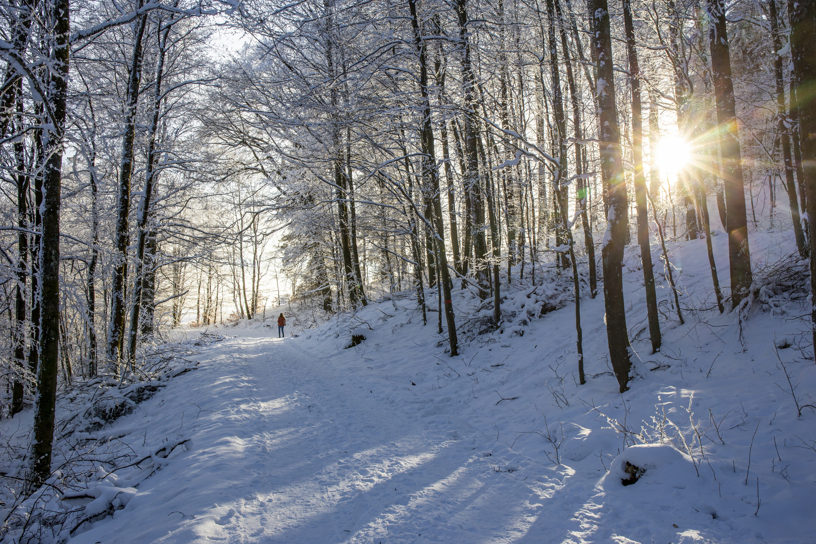 Im Winterwald auf der Hochrhön