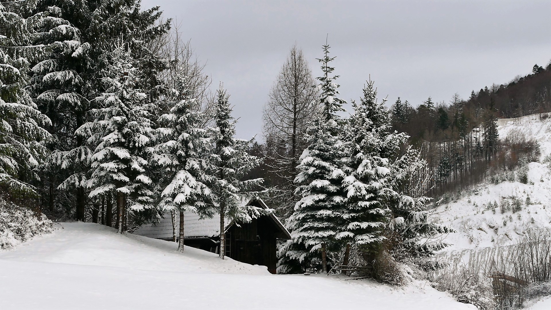 Im Winterwald beginnt das Neue Jahr